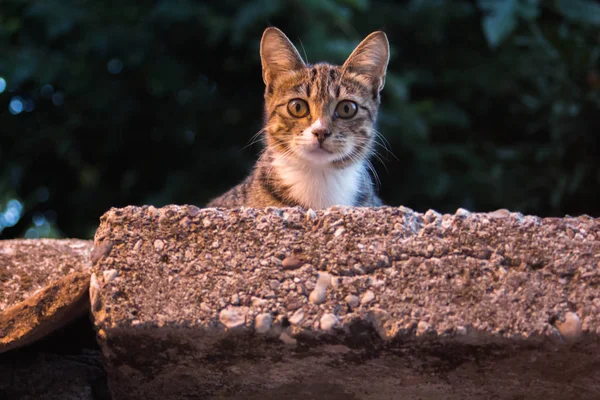 Tabby cat sunbathes on a turkish building — 스톡 사진