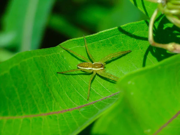 Spinne in den Wolfsmilchblättern in der Nähe des Wassers — Stockfoto