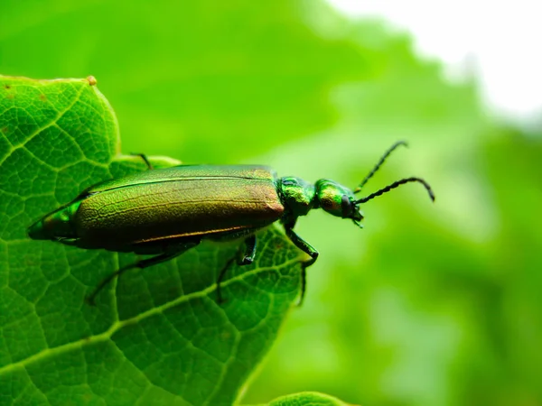 Lytta vesicatoria sobre el follaje de los árboles en verano caliente — Foto de Stock