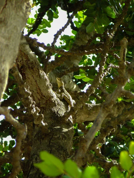 Güneşli bir yaz günü, ağacın dalında sürüngen.