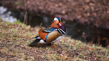 Mandarin ördeği sonbaharda nehrin kenarında dinleniyor.