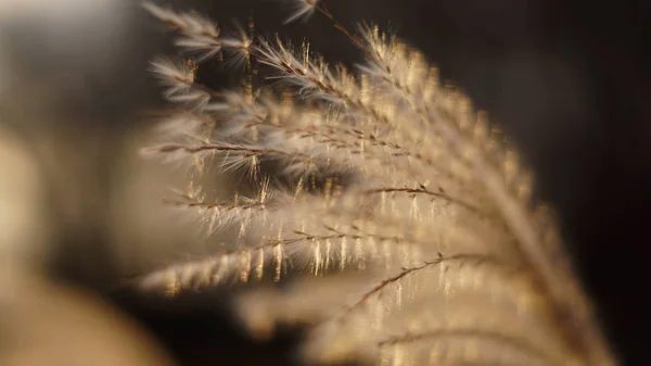 Hayata neşe ve sıcaklıkla bakmak.