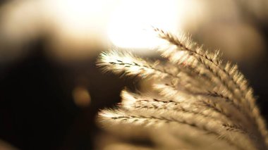 Hayata neşe ve sıcaklıkla bakmak.