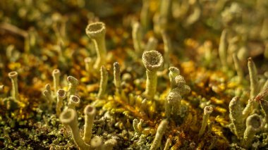 Cladonia liken parkta bir kütükte yetişiyor.