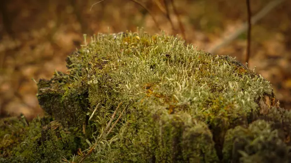 Cladonia lichen groeien op een stomp in het park — Stockfoto