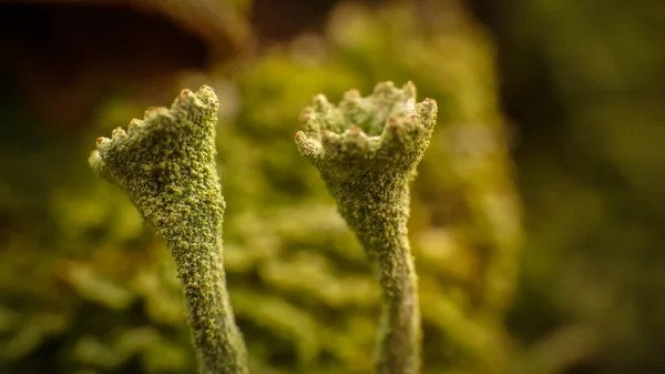Cladonia liken parkta bir kütükte yetişiyor. — Stok fotoğraf