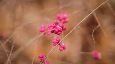 Çalının üstünde kırmızı pastel renkli yabanmersini.