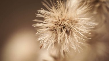 Kuru çiçekler sessiz bir ormanda