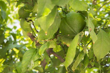 Yazın dallar arasında olgunlaşmamış yeşil limon
