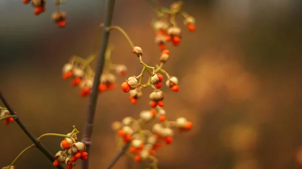 灌木上红色的野浆果 — 图库照片