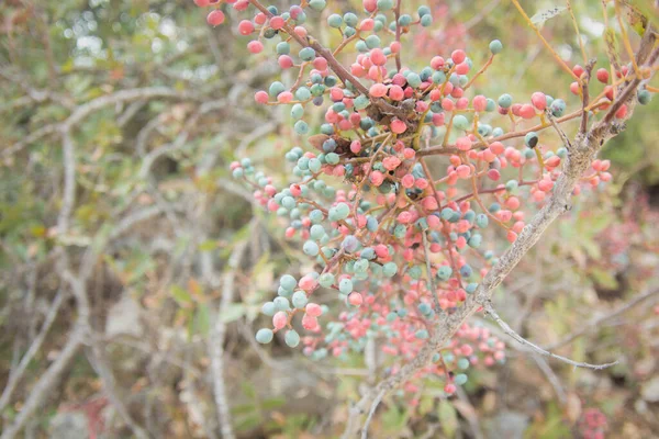 Bayas rojas pastel silvestres en una rama de árbol —  Fotos de Stock