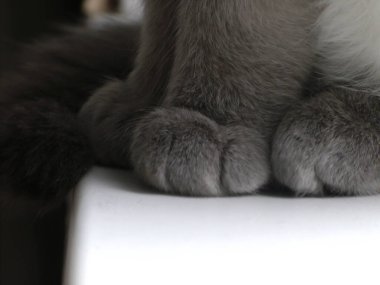 Kıllı bir kedinin zarif figürü.