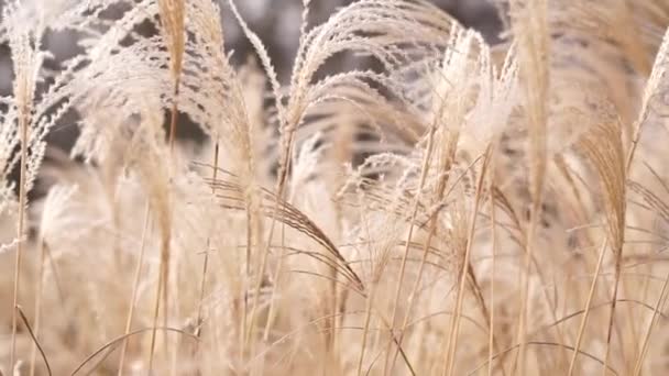 Gentle Breeze Sways Fluffy Reeds — Stock Video