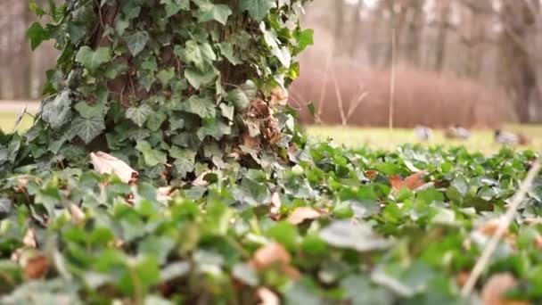 Hiedra Cubierta Árboles Tierra — Vídeos de Stock