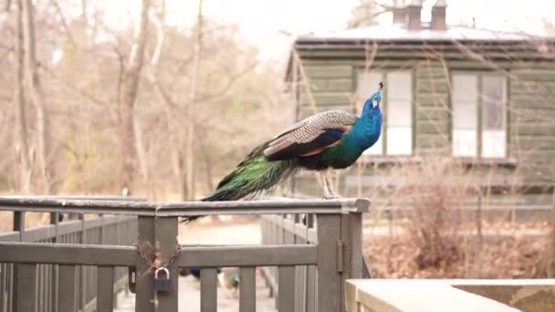 Schöner Vogel Auf Dem Zaun — Stockvideo