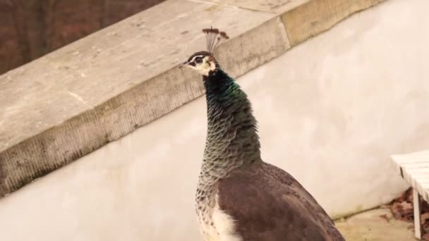 Beautiful Female Peacock Park — Stock Video