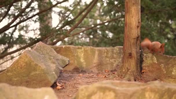침엽수들 사이에 공원에 호기심많은 다람쥐 — 비디오