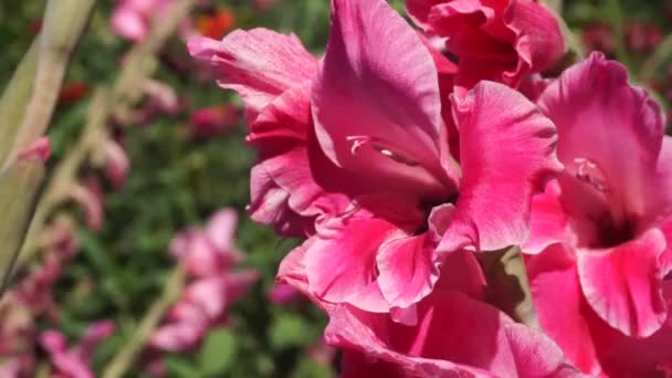 Hummel Einer Rosa Blume — Stockvideo