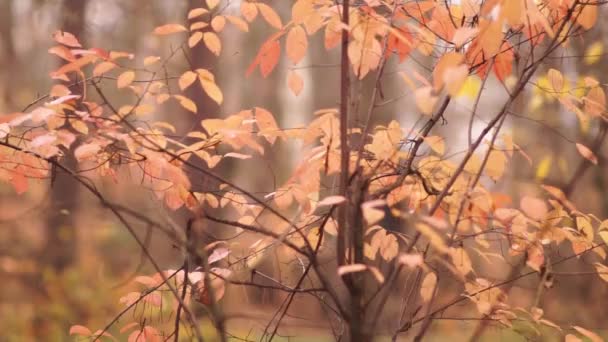 Krásné Nažloutlé Listí Větvi Parku — Stock video