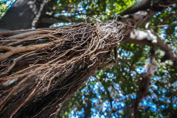 tropical trees with roots in the form of vines