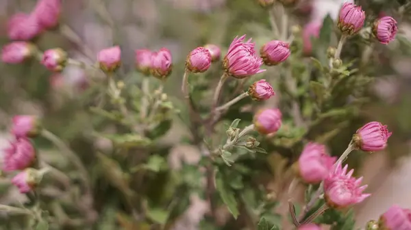 Taze çiçeklerin enfes güzel kompozisyonu