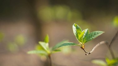 İlk yapraklar güneşli, ilkbahar sessiz parkında