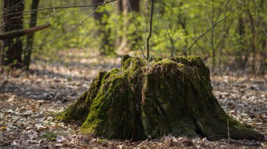 Eski, yosun kaplı kütük güneşli, ilkbahar sessiz ormanında