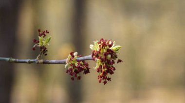 İlk yapraklar güneşli, ilkbahar sessiz parkında