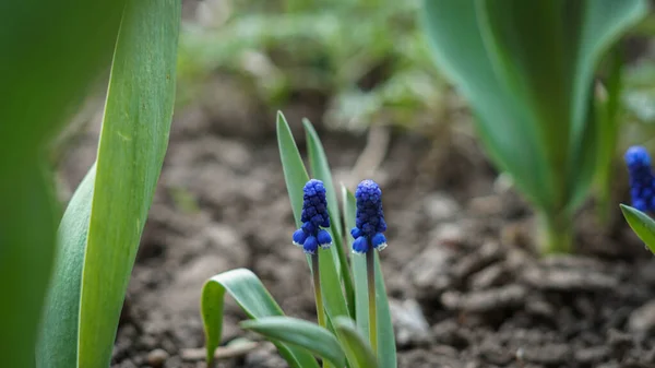 İnanılmaz güzel mavi sümbüller çiçek tarhında