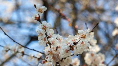 Kayısı ağacının güzel çiçekleri İlkbahar ve güneşli