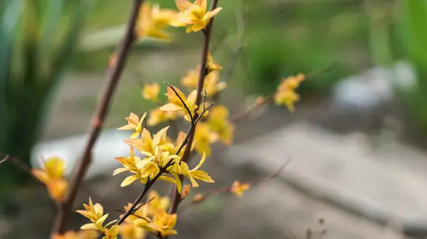 不寻常的灌木，分枝上有黄叶，春天 — 图库照片