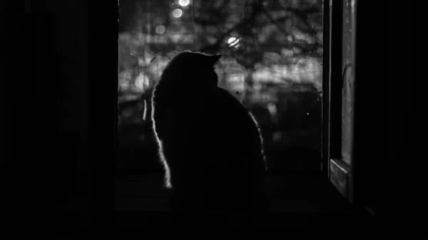 Chat domestique rêve par la fenêtre de la ville de la nuit — Photo