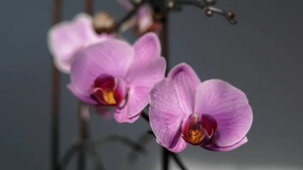 İnanılmaz güzel, mor bir bitki.