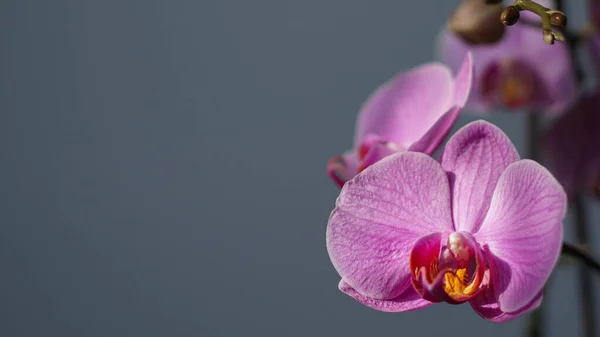 İnanılmaz güzel, mor bir bitki.