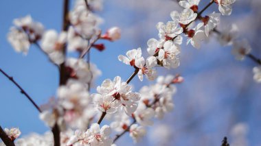 Kayısı ağacının güzel çiçekleri, bahar