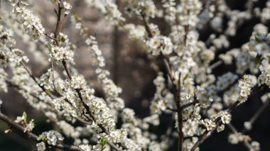 Güzel kiraz ağacı çiçekleri, bahar zamanı