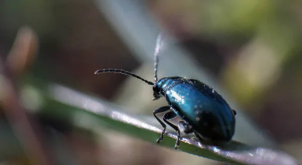 Escarabajo Azul Sobre Hierba Día Primavera — Foto de Stock