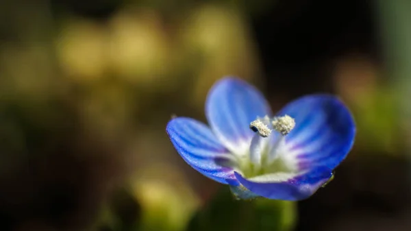 Vacker Blå Blomma Vacker Vår Natur — Stockfoto