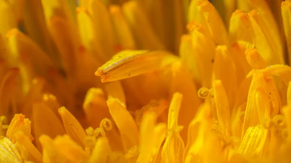 Çiçek Açan Bir Karahindibanın Parlak Rengi — Stok fotoğraf