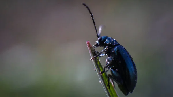 Blauer Käfer Auf Gras Frühlingstag — Stockfoto
