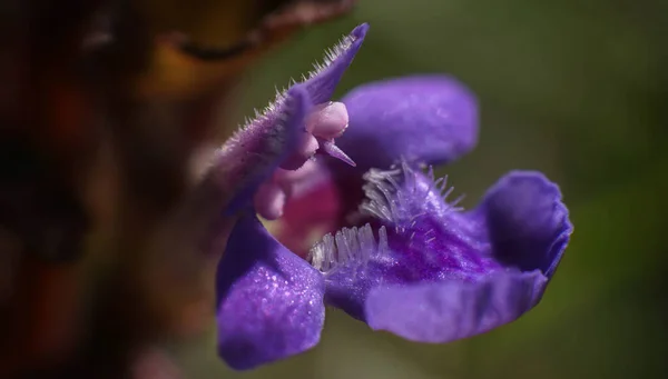 Adorable Flor Púrpura Hermosa Naturaleza Primavera — Foto de Stock