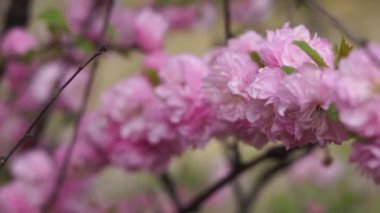 Güzel pembe çiçekli çalılar