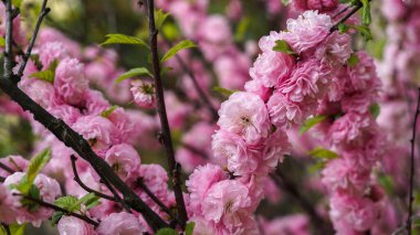 İnanılmaz güzel pembe ve narin çiçekler.