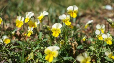 İnanılmaz güzel sarı çiçek, güzel bahar, çiçek