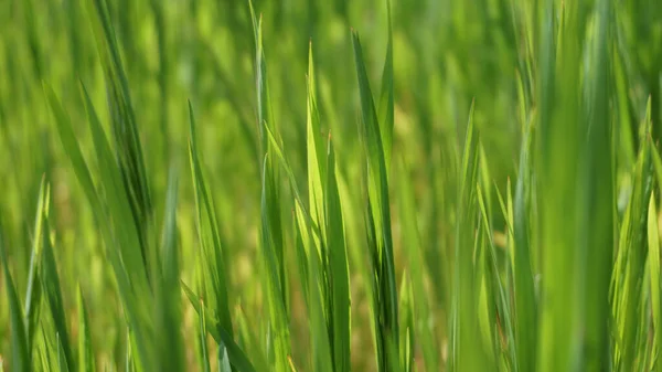 Bereketli yeşil sulu çimenler, bahar