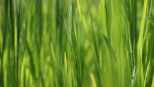 Bereketli yeşil sulu çimenler, bahar