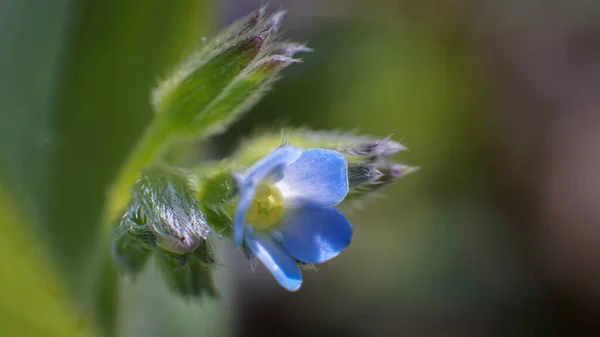 Adorable Petite Fleur Bleue Beau Printemps — Photo