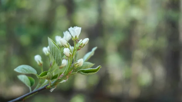 Ağaç dalında küçük beyaz güzel çiçekler
