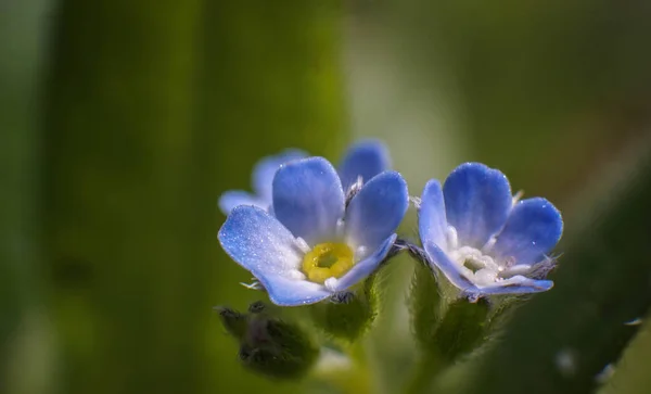 Bedårande Liten Blå Blomma Vacker Vår — Stockfoto
