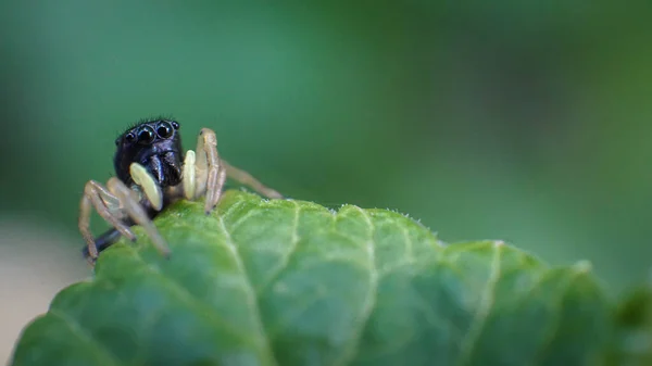 Liten och söt vacker vänlig spindel med stora ögon — Stockfoto